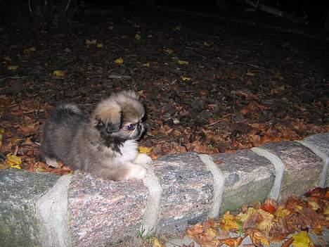 Blanding af racer Sille billede 7