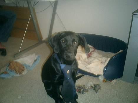 Labrador retriever Bine *DØD* billede 12