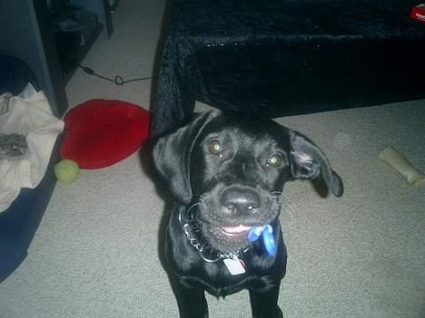 Labrador retriever Bine *DØD* billede 13