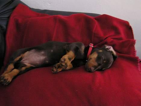 Gravhund Tulle billede 4