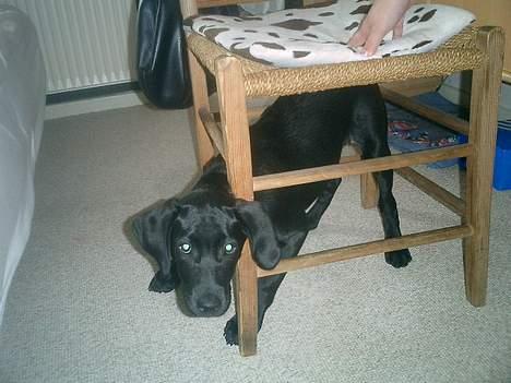 Labrador retriever Bine *DØD* billede 14