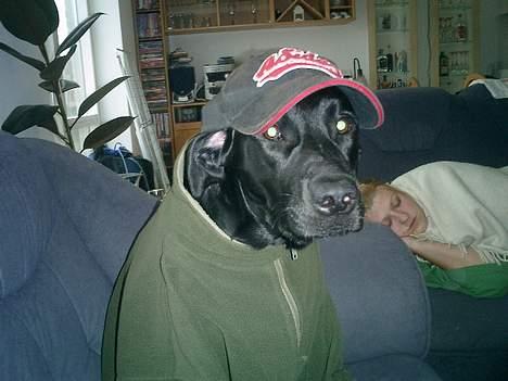 Labrador retriever Bine *DØD* billede 15