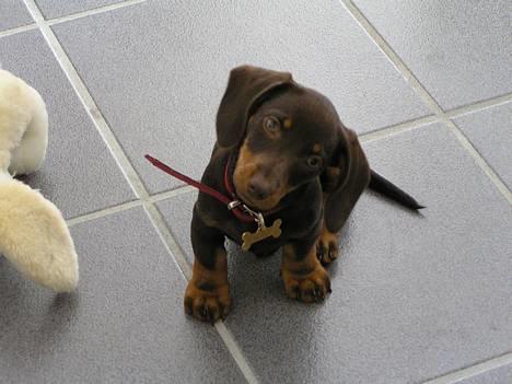 Gravhund Tulle billede 5
