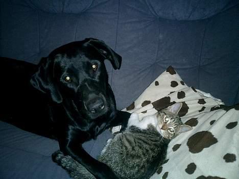 Labrador retriever Bine *DØD* billede 16