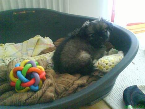 Pekingeser Kaiser billede 6