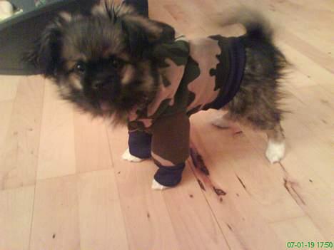 Pekingeser Kaiser billede 7