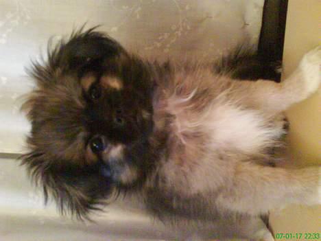 Pekingeser Kaiser billede 9