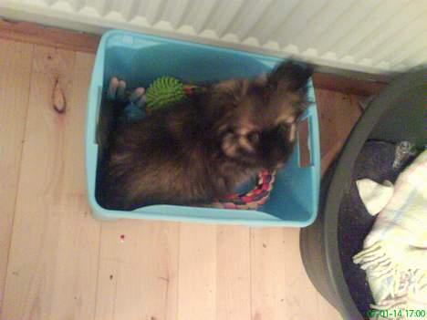 Pekingeser Kaiser billede 10