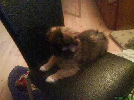 Pekingeser Kaiser billede 11