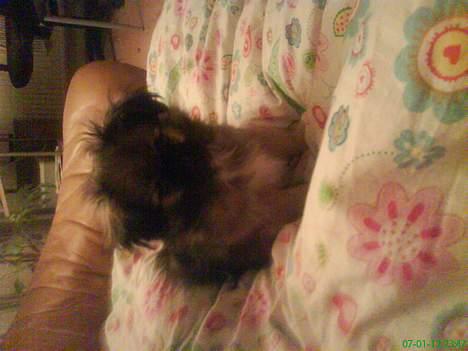 Pekingeser Kaiser billede 12