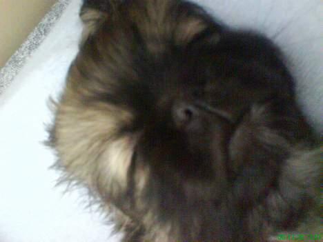 Pekingeser Kaiser billede 13