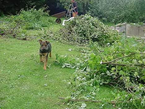 Blanding af racer Leica - undersøger lige den nye have billede 2