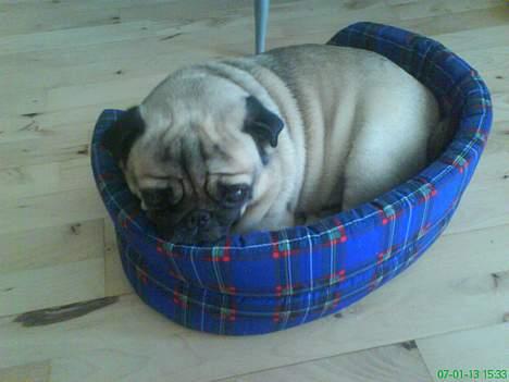 Mops marius billede 10