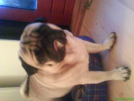 Mops marius billede 11