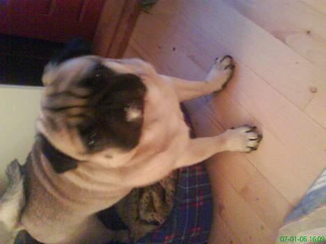 Mops marius billede 12