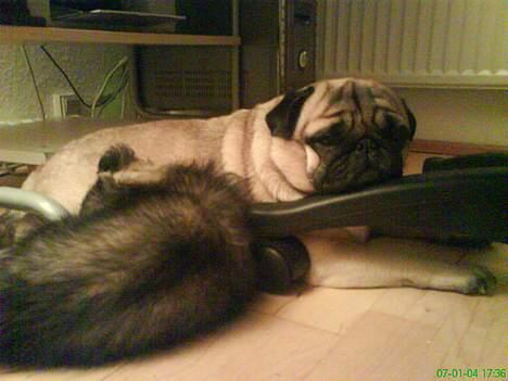 Mops marius billede 13