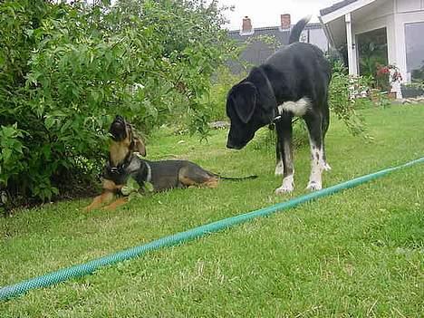 Blanding af racer Leica - Leicas legekammerat tjekker hende lige ud billede 3