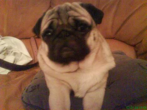 Mops marius billede 14