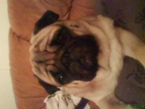 Mops marius billede 15