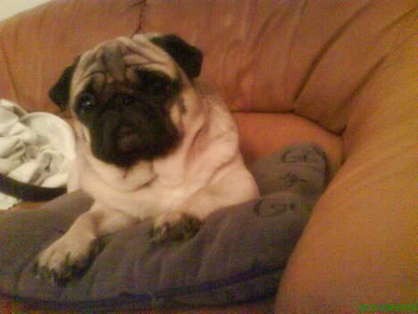 Mops marius billede 16