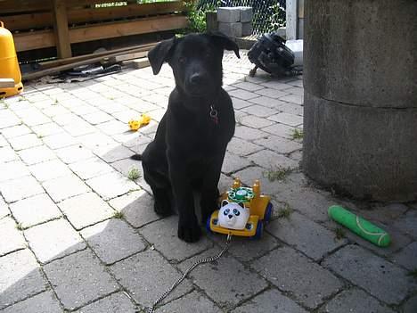 Blanding af racer Tikki - - " Sørg nu lige for at få ALT mit gode legetøj med på billedet!" ;) billede 2