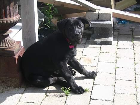 Blanding af racer Tikki - - "Det er sådan her man skal se ud, når man slapper af :)" billede 3