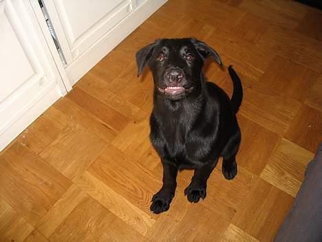 Blanding af racer Tikki - - "Har jeg noget imellem Tændeeeeerrrn?" :) billede 4