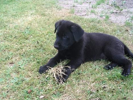 Blanding af racer Tikki - - Første dag, et fremmed sted .. :) billede 5