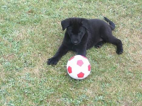 Blanding af racer Tikki - - Første dag, et fremmed sted .. - med sin første bold :) billede 6