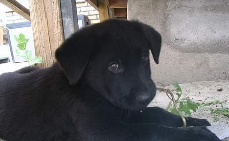 Blanding af racer Tikki - - Første dag, et fremmed sted .. :) billede 7