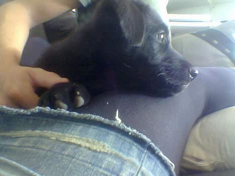 Blanding af racer Tikki - - "åh, hvor er det hårdt at være lille!" billede 9