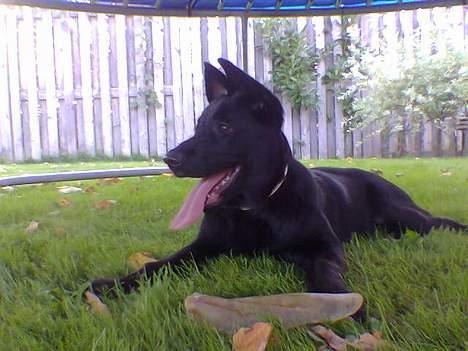 Blanding af racer Tikki - - "Tikki på besøg i Sunds :D" billede 10