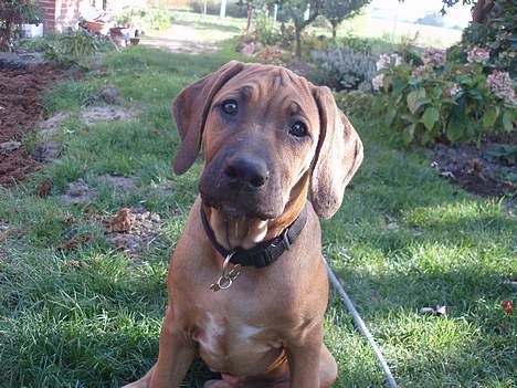 Rhodesian ridgeback Aisha - Har jeg meget store ører? billede 1