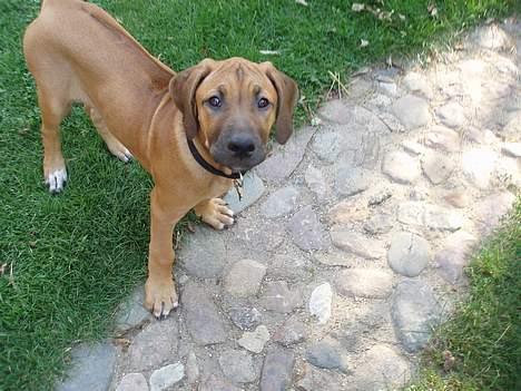 Rhodesian ridgeback Aisha billede 2