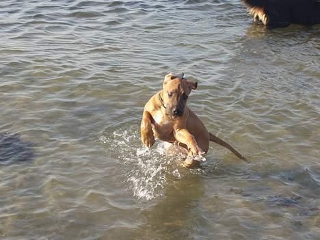 Rhodesian ridgeback Aisha - hjælp vand billede 3