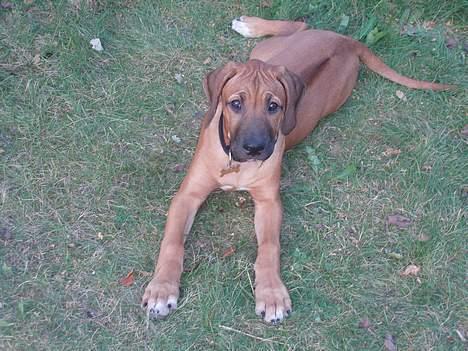 Rhodesian ridgeback Aisha - se mine store poter billede 4