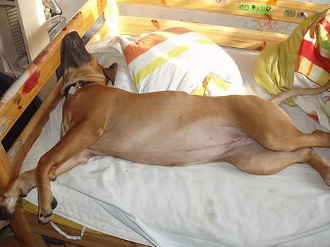 Rhodesian ridgeback Aisha - se hvor lang jeg er ahhhh billede 5