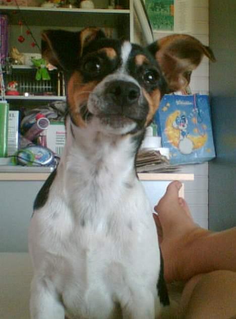 Dansk svensk gaardhund Mini . - Kom nu!! Kom nu!!! Kast bolden . billede 11