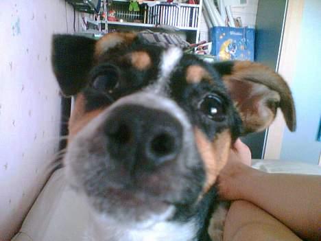 Dansk svensk gaardhund Mini . - Heej . ;) billede 12