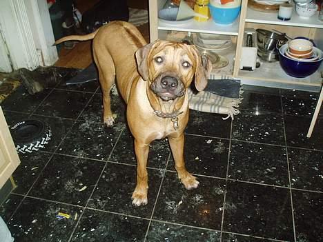Rhodesian ridgeback Aisha - hvad!! billede 6