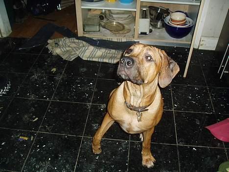 Rhodesian ridgeback Aisha - ahhh en godbid så skal jeg nok kigge op i kameraet billede 7
