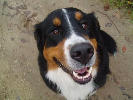 Berner sennenhund Layla - STOR næse, hvad? billede 6