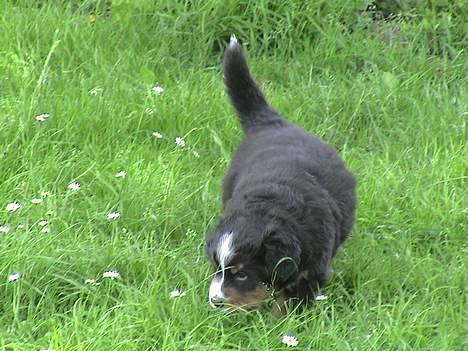 Berner sennenhund Layla - tur i det grønne billede 7