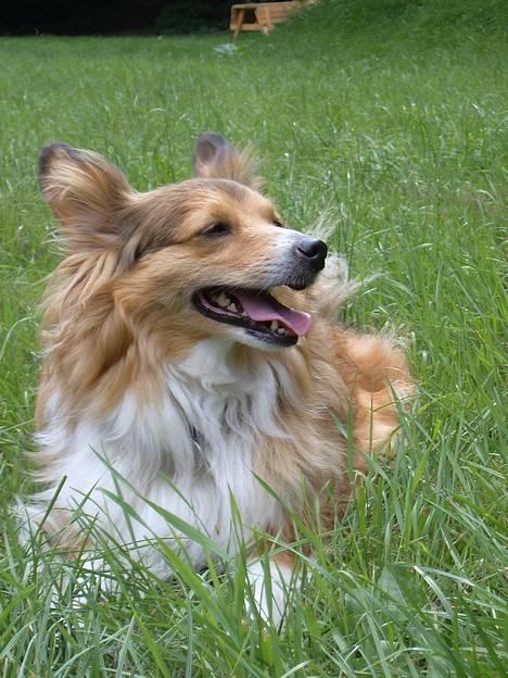 Blanding af racer Lassie - Er det mig i snakker til?! billede 11