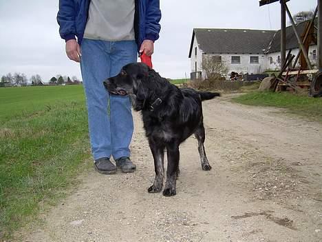 Blanding af racer Bastian. billede 14