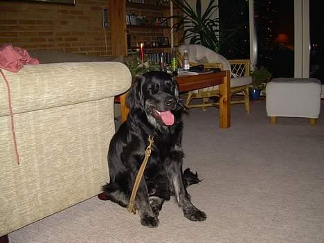 Blanding af racer Bastian. - Hvorfor skal jeg bindes ???..hvorfor må jeg ikke vælte kaffebordet ??? billede 15