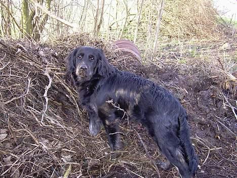 Blanding af racer Bastian. - Basse´s skatkammer.....kompostbunken. billede 16