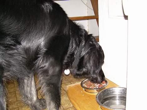 Blanding af racer Bastian. - Basse´s nye foderbrædt....ellers kører han skålen rundt i køkkenet. billede 17