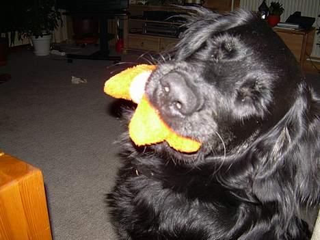 Blanding af racer Bastian. - Julegave fra Tina og Bella....den holdt 4 min. billede 18