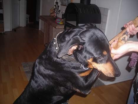 Dobermann sitta ( aflivet) :( rip  - Sitta giver mig pote billede 8